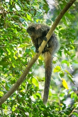 Callicebus nigrifrons