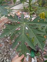 Carica papaya