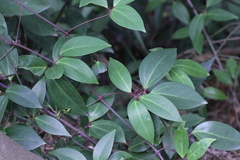 Clematis crassifolia