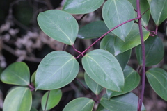 Clematis crassifolia