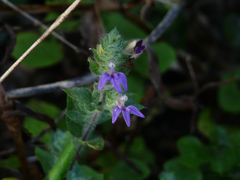 Hygrophila