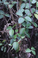 Clematis crassifolia