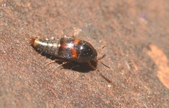 Sepedophilus bipunctatus