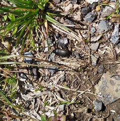 Anisodactylus rusticus