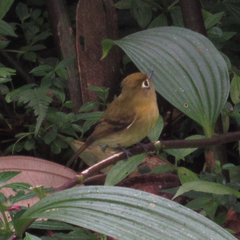 Empidonax flavescens