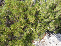 Strumpfia maritima