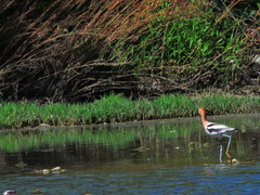 Recurvirostra americana