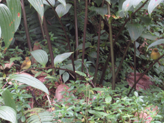 Empidonax flavescens