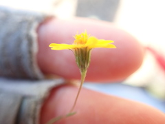 Pentachaeta aurea