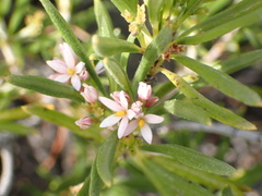 Strumpfia maritima