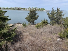 Amelanchier nantucketensis