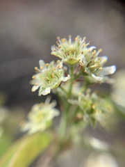 Amelanchier nantucketensis