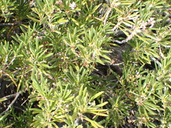Strumpfia maritima