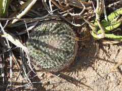Mammillaria grusonii