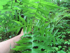 Polymnia laevigata