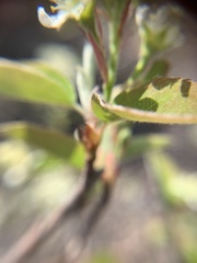 Amelanchier nantucketensis
