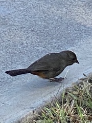Melozone crissalis