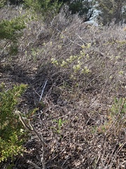 Amelanchier nantucketensis