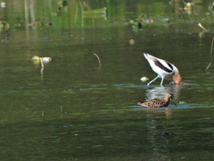 Recurvirostra americana