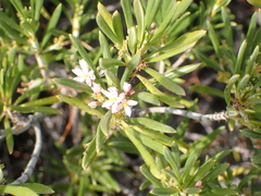 Strumpfia maritima