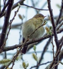 Phylloscopus collybita