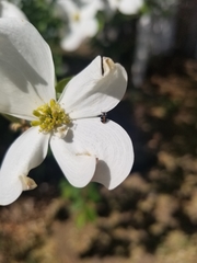 Anthrenus scrophulariae