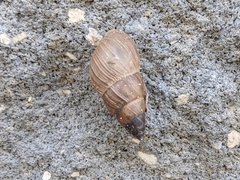 Bulimulus bonariensis image