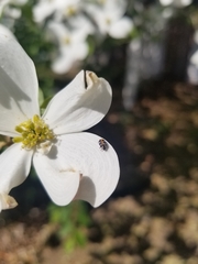 Anthrenus scrophulariae