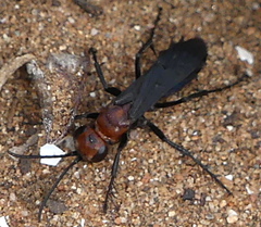 Priocnemis hyalinata