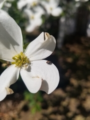 Anthrenus scrophulariae