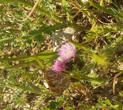 Melitaea pseudornata
