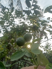 Citrus × microcarpa