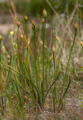 Allium acuminatum