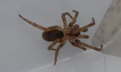 Filistata insidiatrix