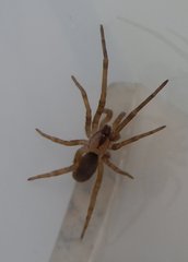 Filistata insidiatrix