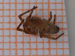 Filistata insidiatrix