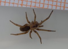 Filistata insidiatrix