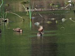 Limnodromus scolopaceus