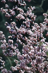 Prunus discoidea