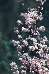 Prunus discoidea