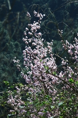 Prunus discoidea