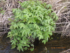 Filipendula ulmaria