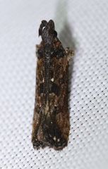 Prostomeus brunneus
