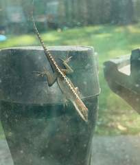 Anolis carolinensis