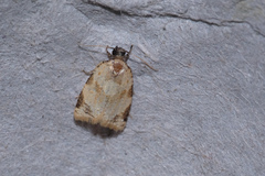 Neocalyptis liratana