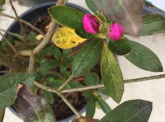 Angiospermae