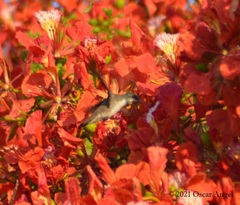 Leucolia violiceps