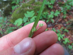 Carex cumberlandensis
