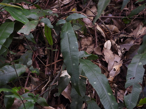Thelypteris triphylla iNat (2)