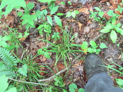 Carex cumberlandensis
